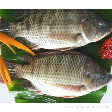 Xuất cá đông lạnh IVP GGS WR Nile Tilapia